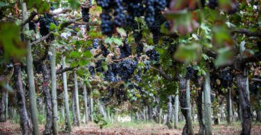 Lusovini investe meio milhão para produzir uva de mesa em Angola