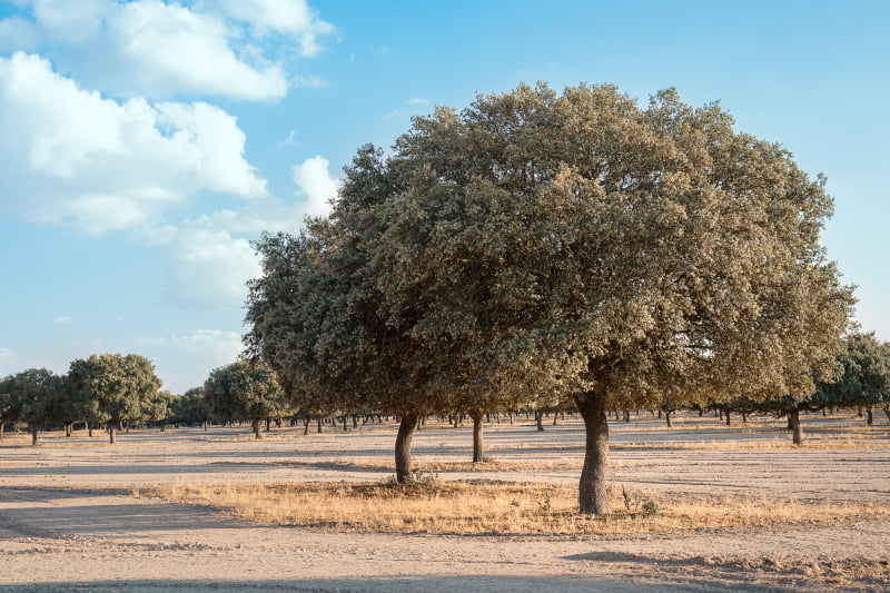 Ministério confirma abate ilegal de azinheiras na Herdade do Ramalho