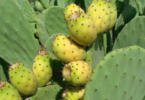 “Queremos democratizar o consumo de figo-da-índia em Portugal e na Europa”