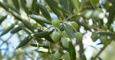 Universidade de Aveiro cria método de extração sustentável do ácido oleanólico