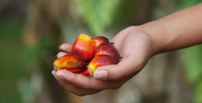 Multinacionais exigem fim do trabalho forçado na indústria do óleo de palma