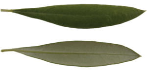 Cultivares de Oliveira: Cordovil de Castelo Branco