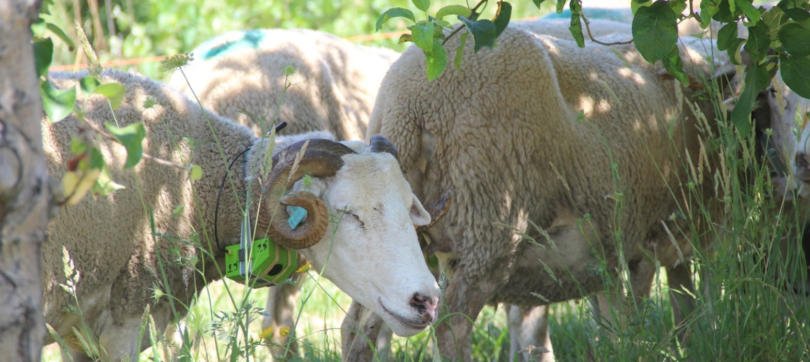 SheepIT: e se as ovelhas fossem a alternativa para o uso de herbicidas?