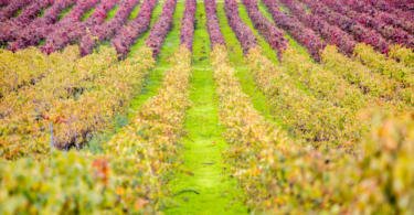 Herdade Monte da Ribeira Vida Rural