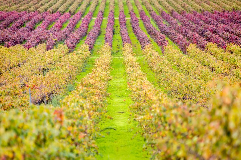 Herdade Monte da Ribeira Vida Rural