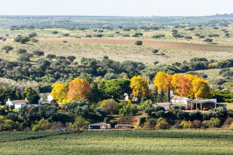 Herdade Monte da Ribeira Vida Rural