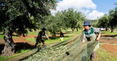 Herdade Monte da Ribeira Vida Rural