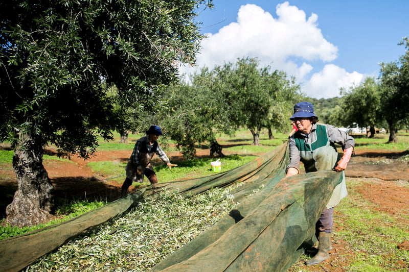 Herdade Monte da Ribeira Vida Rural