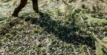 Herdade Monte da Ribeira Vida Rural