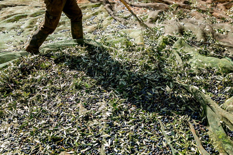 Herdade Monte da Ribeira Vida Rural