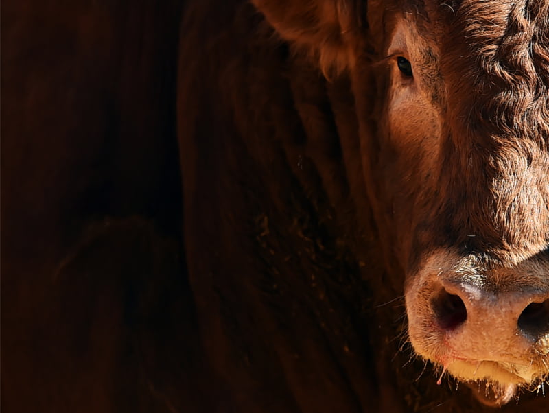 Projeto para a valorização da carne de ruminantes em sistemas intensivos apresenta resultados