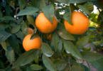 citrinos Turismo do Algarve quer elevar laranja a cartão de visita da região