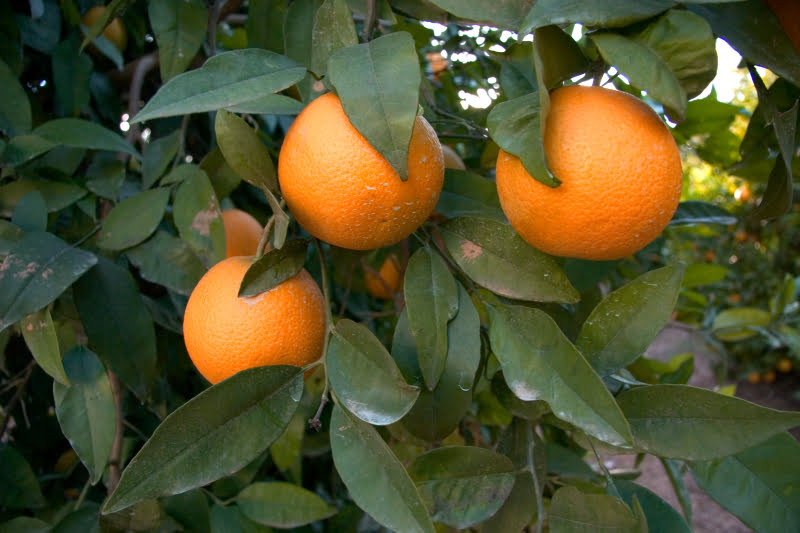 citrinos Turismo do Algarve quer elevar laranja a cartão de visita da região