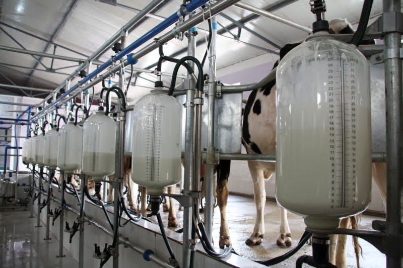 Aprolep pede aumento do preço do leite e insta Governo a bater-se por “mercado responsável”