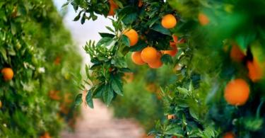 Portugal aumentou em 7% a área de cultivo de árvores de fruto