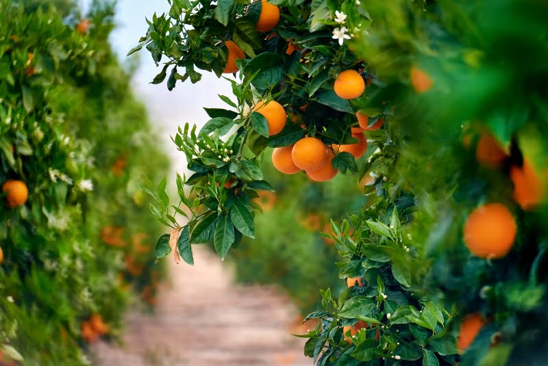 Portugal aumentou em 7% a área de cultivo de árvores de fruto