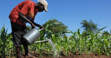 FAO quer facilitar acesso a mecanização na agricultura africana