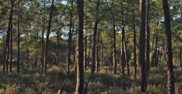 Governo define apoio máximo de 3 M€ para o Fundo Florestal Permanente