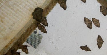 Investigação testa extratos de plantas daninhas no controlo de lagartas