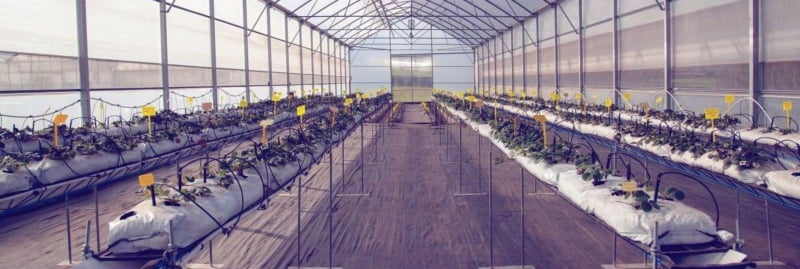 FCUP realiza debate dedicado à Investigação e Inovação no setor agrícola