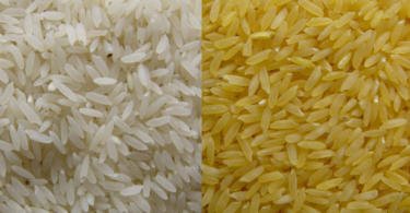 Vai começar a ser produzido arroz dourado