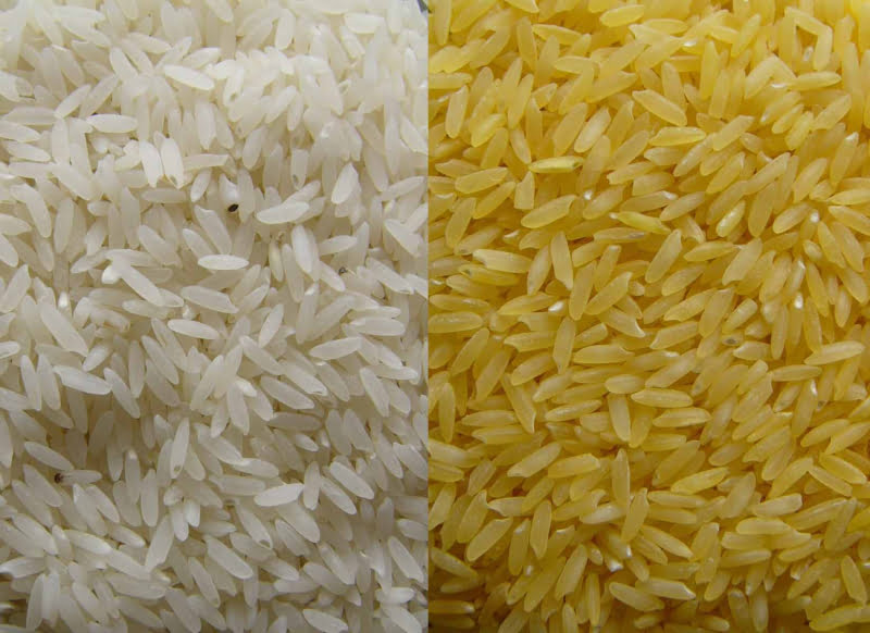Vai começar a ser produzido arroz dourado