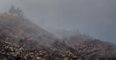 Quase 80% das árvores plantadas em zonas de incêndio morreram