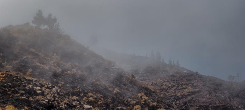 Quase 80% das árvores plantadas em zonas de incêndio morreram