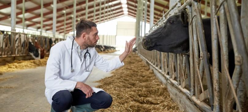 veterinário de animais de produção Veterinária Atual
