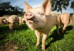 A Go Organic é uma das maiores produções em modo biológico de porco branco da Europa