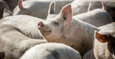 Peste suína africana: Timor-Leste confirma morte de 400 porcos