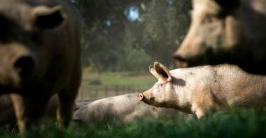 A Go Organic é uma das maiores produções em modo biológico de porco branco da Europa
