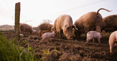 Comissão Europeia demarca novas zonas de risco elevado de peste suína africana
