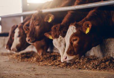 Organizações de sanidade animal pedem revisão dos apoios à Língua Azul