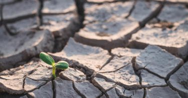 Sector agroflorestal cria Centro Nacional de Competências para as Alterações Climáticas