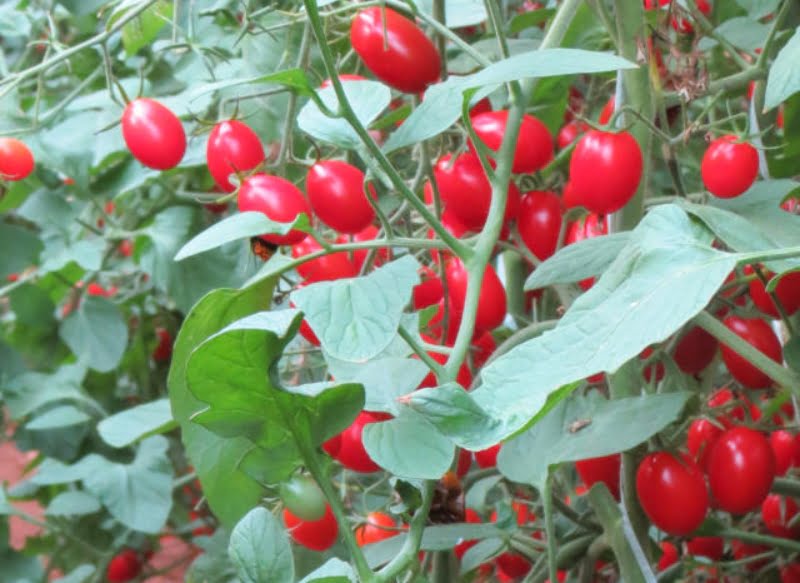 Brasil desenvolve tomate para vencer o desafio das altas temperaturas