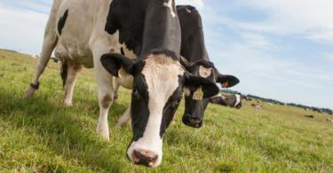 Açores reforça incentivos à produção de bovinos cruzados