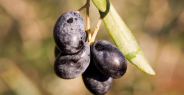 Cultivares de oliveira: Frantoio