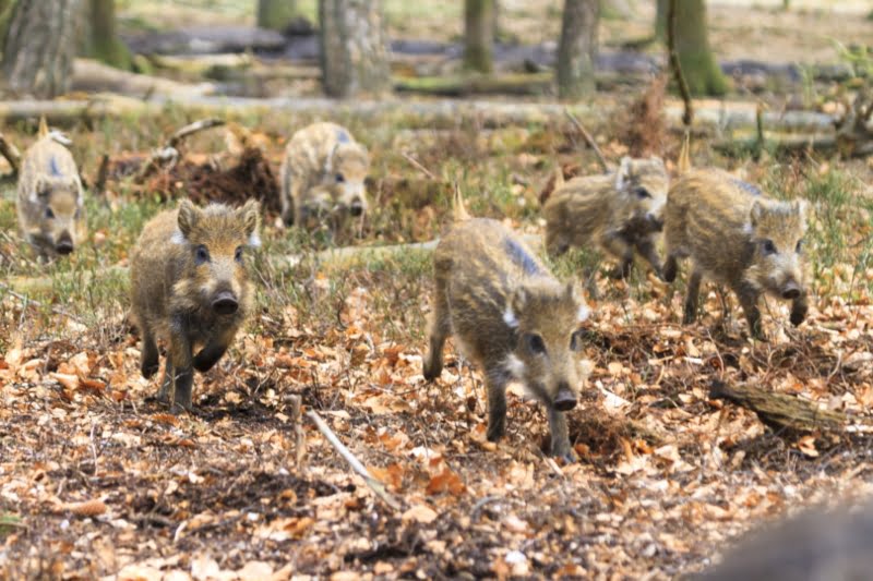 Cruzamento indesejado entre javalis e porcos domésticos aumenta risco de PSA