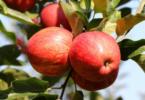 colheita da maçã de Alcobaça