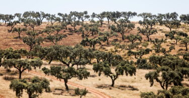 Iniciativa Pró-Montado Alentejo quer fundos próprios para a floresta autóctone e para o combate à desertificação