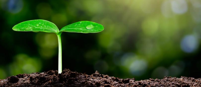 Syngenta investe 2 mil M$ em sustentabilidade