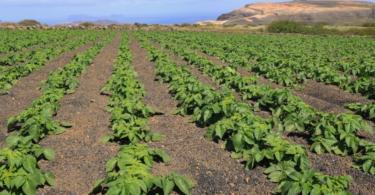 Nações Unidas dão 274,2 M€ para melhorar agricultura moçambicana