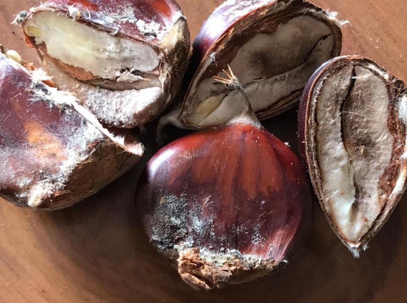 Nova doença está a “atacar” os castanheiros em Portugal