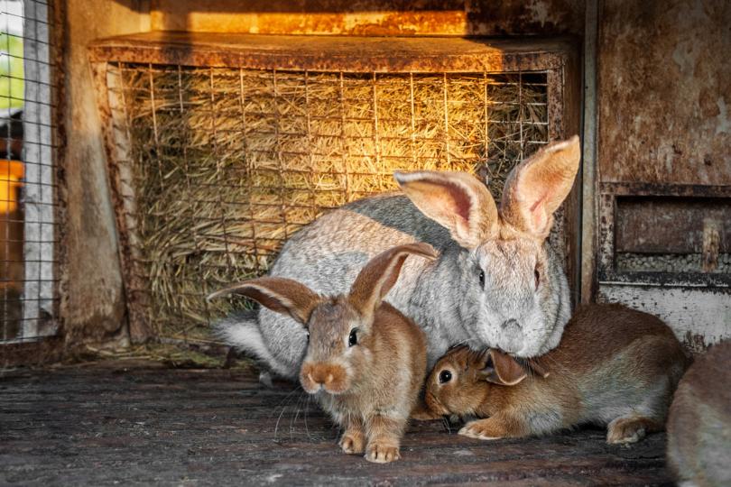 Identificado surto de Mycobacterium caprae em coelhos