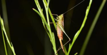 Cientistas propõem medidas para amenizar declínio da abundância de insetos