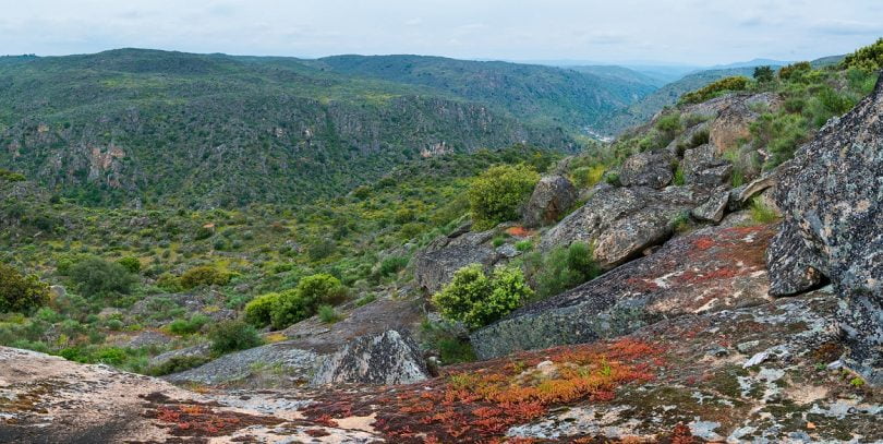 Symington anuncia parceria ambiental com a Rewilding Portugal
