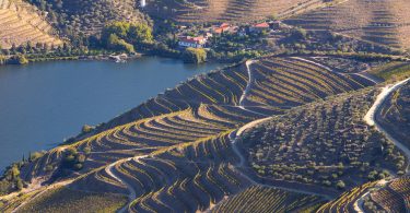Douro investiu 300 mil euros na reconversão da vinha na última década