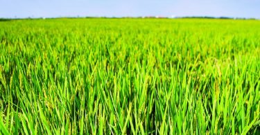 Corteva Agriscience lança um novo herbicida para cultura do arroz