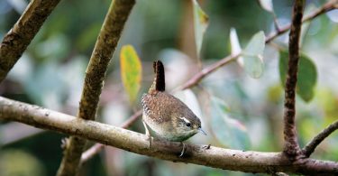Controlar pragas de forma natural: Navigator coloca caixas-ninho para aves na Herdade da Espirra